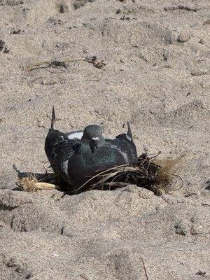 Pair of pigeons nesting in some seaweed