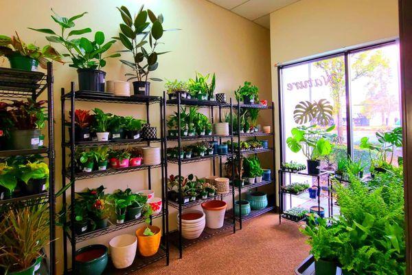 House Plant Display Room - Racks with Plants & Pots