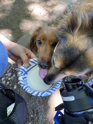 My fur babies sharing a cup of water from my thermos. There are plenty of water pails, but it didn't look clean for my dogs.