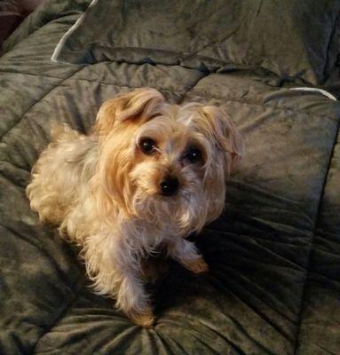 Zach, my little boy Yorkie