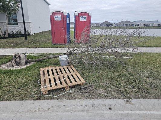 Trash, dead tree has been there for over a month !