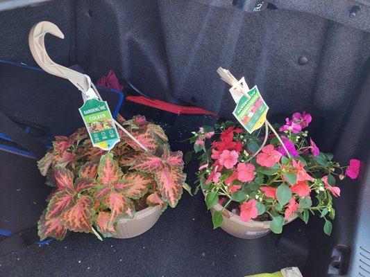 $7.99 10" hanging baskets