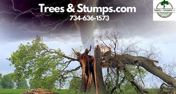 24/7 Emergency Tree Services