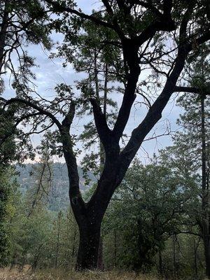 Pretty tree at Robie Point trail