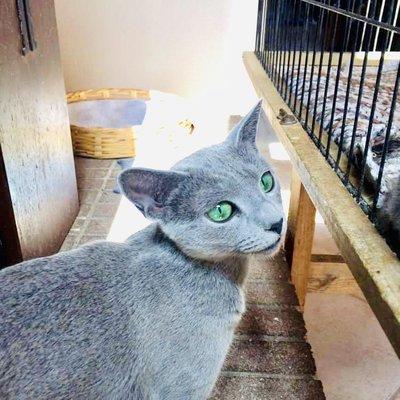 Gorgeous Russian Blue from Oxford England