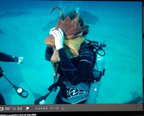 Octopus wanting to try out scuba first hand! Lol!