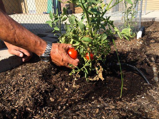 The San Bernardino YMCA offers a community garden for members to enjoy