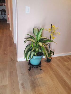 Beautiful plants in lobby. Love the decor.!!