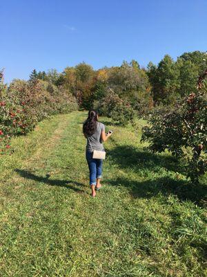 Just strolling thru the apple orchard