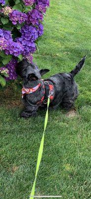 Addie, Scottish terrier after grooming.