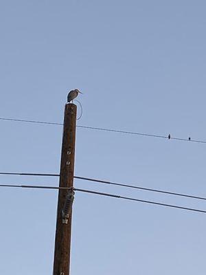 Heron on a pole