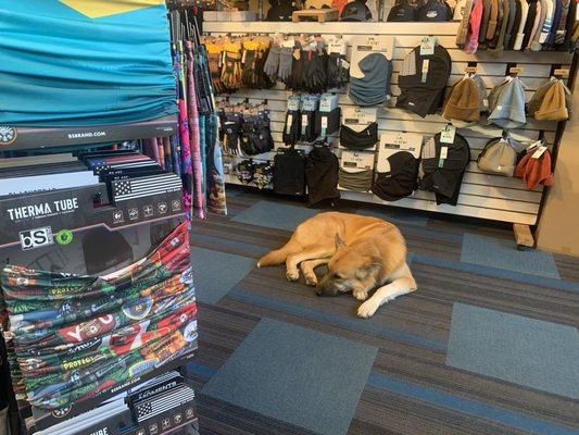 Dog in store