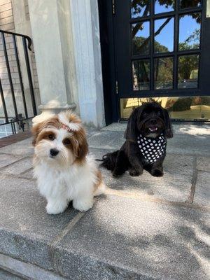 First puppy groom!