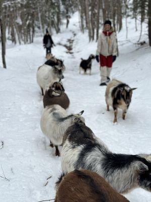 Into The Woods Farm Goat Adventure