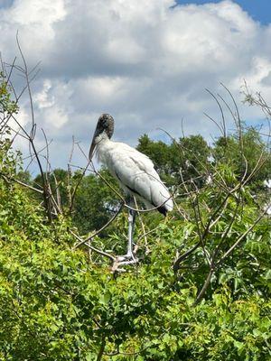 The wood storks are huge!  And a delight to see so many.