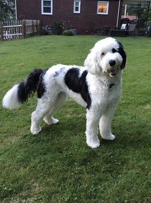 Standard Sheepadoodle