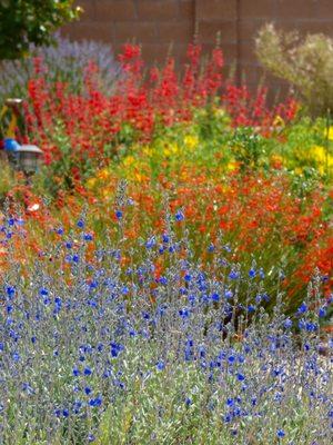 Flowering pollinator plants