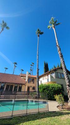 Palm trees trimming