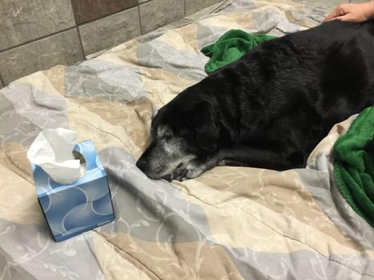 Lexi Mae before Dr. Clawson came in to meet her.  She had been completely immobile for about a week. She's just resting on the blanket.