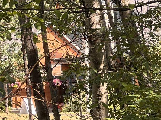 Nature Center, seen through the trees