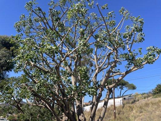 Coral tree in Fletcher Hills