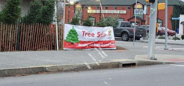 Check out the great selection of Christmas trees for sale at isquare