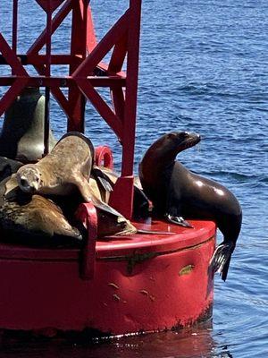 Funny seals on sea buoy