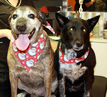 Rockford and Pebbles love hanging around at floss' grooming