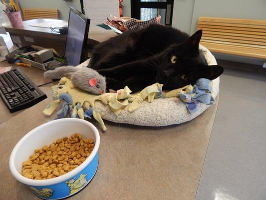 Hospital cat Raven relaxing in the reception area