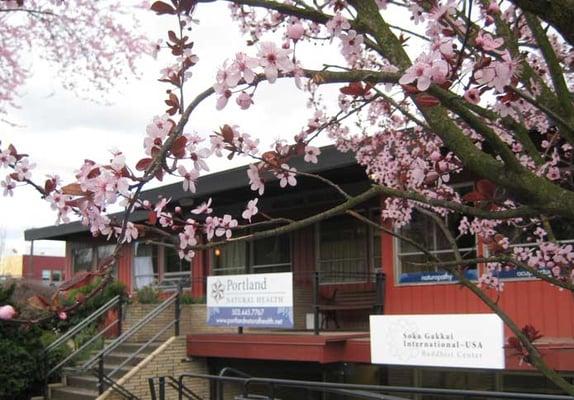 View from outside with cherry blossoms.