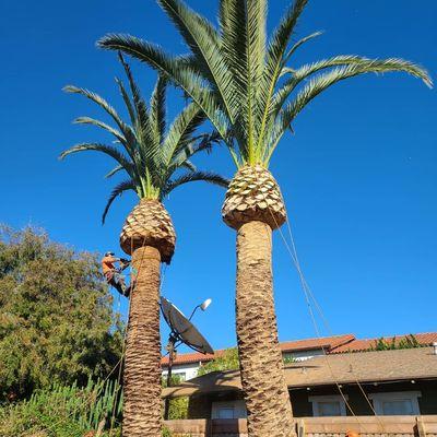 Trimming palms