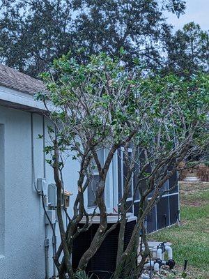 After picture of oversized and overgrown shrub