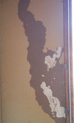 Agricultural termites or gnathermitermes "tubiformans" tubes on wall paper.