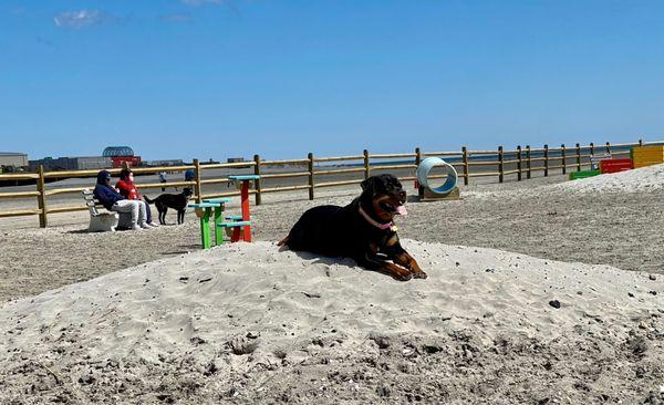 Mika living Wildwood Dog Park