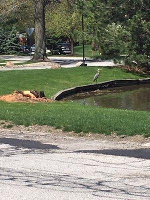 The town heron, whom I call Bob. He comes by about every three days during the summer months to hunt for munchies in the lake.