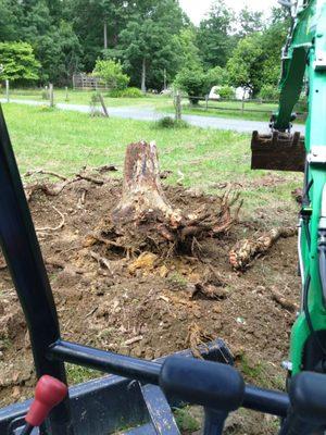 removal of stump