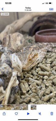 Poor juvenile Bearded Dragon, looks on his death bed, no heat lamp or basking opportunities in sight.