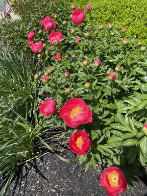 Blooming in front of the diner