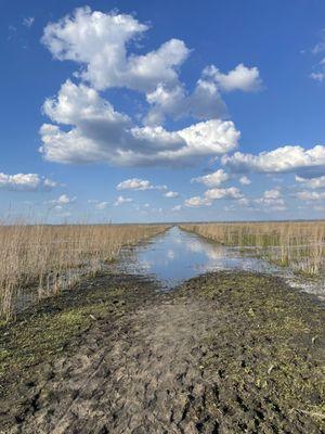 Wetlands