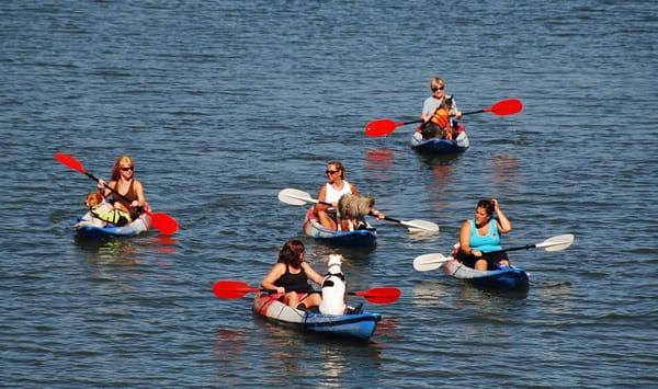 Kayaking with Your Dog