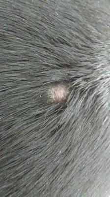 Numerous spots like this on my dog as a result of exposure to silica dust.  Mills did this.