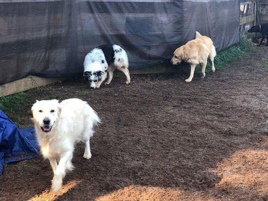 My white English Cream Princess loving playtime at Paws at Play