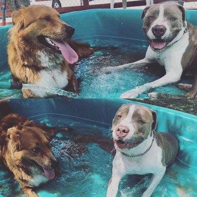 My pup and his new friend at the doggy day care!