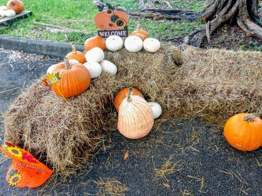 Halloween pumpkin patch