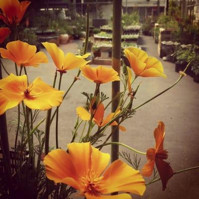 California poppies in window bouquet