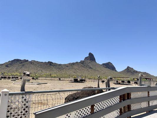 Vast property for the ostriches with the iconic Arizona landscape