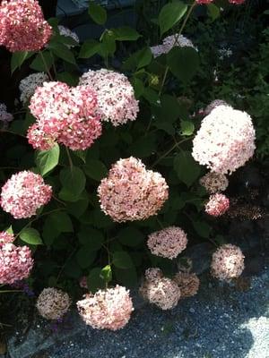 new hydrangea