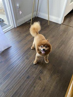 Look at the cute Lion tail! A poofy little pom pom!