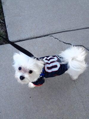 Clean pup ready for our Sunday walk (taken sometime in October).