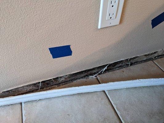 Black mold behind my baseboards!